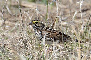 Sparrow, Savannah, 2016-04216516 Parker River NWR, MA